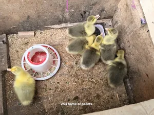 Healthy Gooselings - 2 Weeks Old