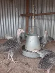 Turkey Poults - 1 Month Old - 1