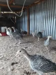 Turkey Poults - 1 Month Old - 2