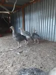 Turkey Poults - 1 Month Old - 3