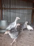 Turkey Poults - 1 Month Old - 4