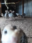 Turkey Poults - 1 Month Old - 5