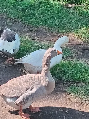 Kuku wa Kienyeji Wakubwa Wanaouzwa (3)