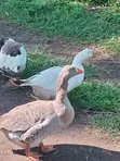 Kuku wa Kienyeji Wakubwa Wanaouzwa (3) - 1