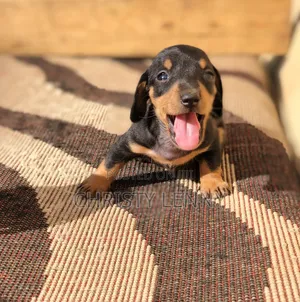 Purebred Miniature Dachshund Puppy - 1-3 Months Male