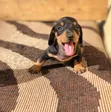 Purebred Miniature Dachshund Puppy - 1-3 Months Male - 1