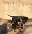 Purebred Miniature Dachshund Puppy - 1-3 Months Male - 2