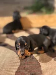Purebred Miniature Dachshund Puppy - 1-3 Months Male - 3