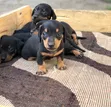 Purebred Miniature Dachshund Puppy - 1-3 Months Male - 4