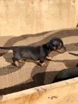 Purebred Miniature Dachshund Puppy - 1-3 Months Male - 5