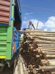 Mbao za Pine, Cypress, Gravillia kwa Paa na Ujenzi - 3