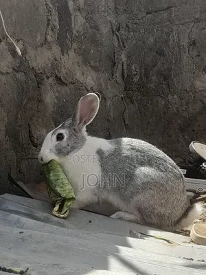 Sungura wa Flemish Giant - Kiume Mwenye Miezi 5