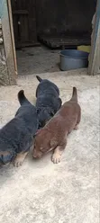 Kibwa wa Kijerumani Safi wa Kike, Miezi 3-6 - 1