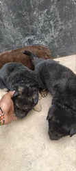 Kibwa wa Kijerumani Safi wa Kike, Miezi 3-6 - 2
