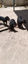 Kibwa wa Kijerumani Safi wa Kike, Miezi 3-6 - 3