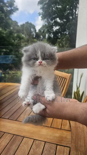 1-3 Month Old Female Purebred Persian Kitten