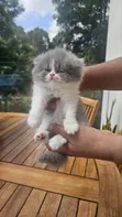 1-3 Month Old Female Purebred Persian Kitten - 2