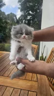 1-3 Month Old Female Purebred Persian Kitten - 3