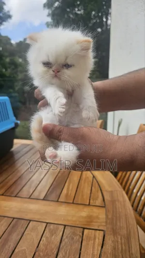 Purebred Persian Kitten - 1-3 Months Old