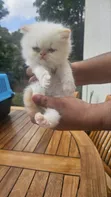 Purebred Persian Kitten - 1-3 Months Old - 1