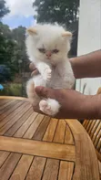 Purebred Persian Kitten - 1-3 Months Old - 2
