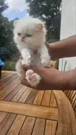 Purebred Persian Kitten - 1-3 Months Old - 3