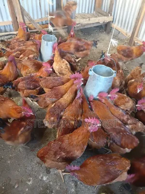 Kienyeji Improved Chickens