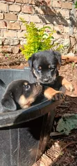 Rottweiler Safi Kinda - Mwezi 1-3 Kike - 1