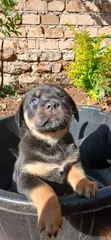 Rottweiler Safi Kinda - Mwezi 1-3 Kike - 2