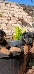 Rottweiler Safi Kinda - Mwezi 1-3 Kike - 3