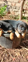 Rottweiler Safi Kinda - Mwezi 1-3 Kike - 4