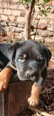 Rottweiler Safi Kinda - Mwezi 1-3 Kike - 5
