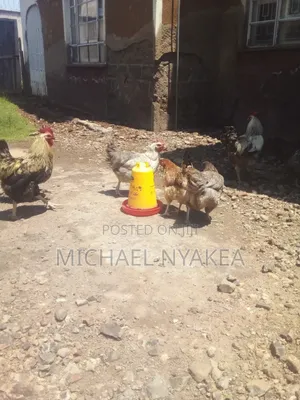 Improved Kienyeji Chicken