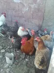 Improved Kienyeji Chicken - 2