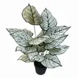 Mmea Bandia wa Dieffenbachia Nyeupe 85cm - 1