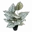 Mmea Bandia wa Dieffenbachia Nyeupe 85cm - 2