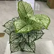 Mmea Bandia wa Kijani - 85cm - 2