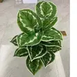 Artificial Potted Plant Leaves - 1