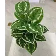 Artificial Potted Plant Leaves - 2