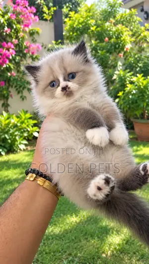 Purebred Persian Kitten - 1-3 Months Female