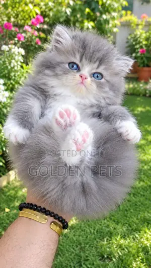 Purebred Persian Kitten - 1-3 Months Female