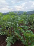 Fertile Farmland for Sale in Shamata - 1