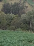 Fertile Farmland for Sale in Shamata - 2