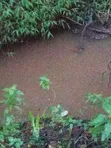 Fertile Farmland for Sale in Shamata - 5