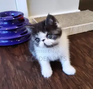 Purebred Persian Kitten - 1-3 Months Male