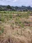 1/8 Acre Plots for Sale in Kerarapon - 3