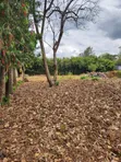 1/4 Acre Residential Plot for Sale, Kerarapon (Drive 12) - 2