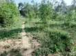 0.5 Acre Plot for Sale in Ikonyero, Kakamega - 2