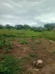 Eneo la Eka 5 kwa Uuzaji Sosobora, Malindi - KES 80,000/Eka - 1