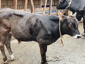 Pedigree Jersey Breeding Bull Available